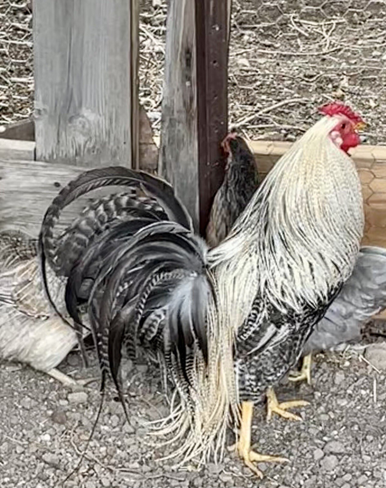 6++True Genetic Hackle Fowl Very Rare Fertile Hatching Eggs (Dry Fly Tying)