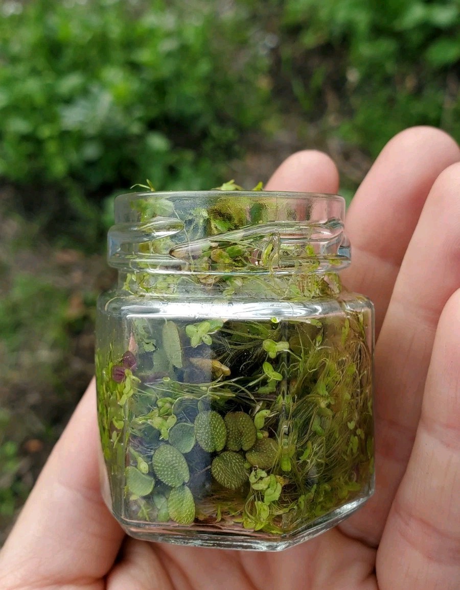 1.5 oz Glass Jar Full of Live Floating Water Plants Mix | Duckweed, Azolla, Salv