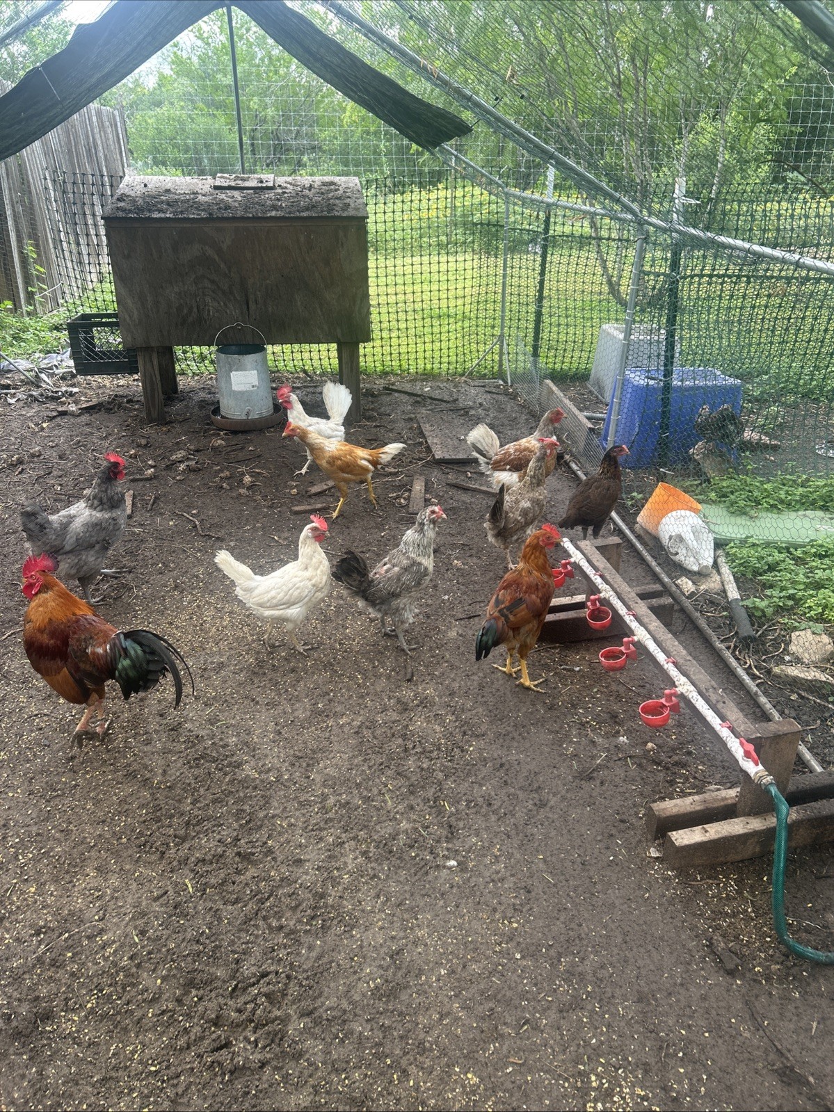 6 Barnyard Mixed Breed Fertile Chicken Hatching Eggs