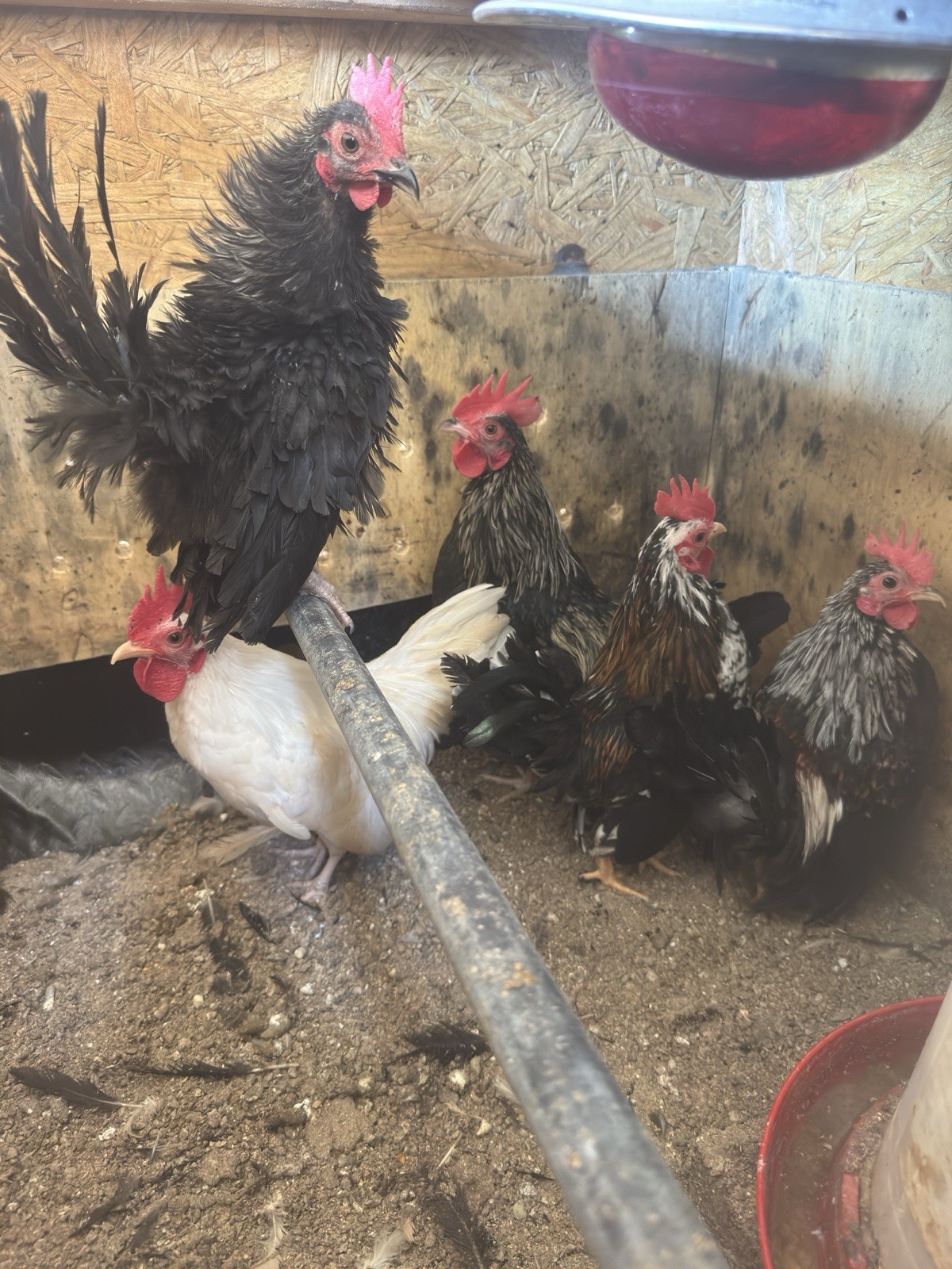 6 plus Seramas hatching eggs.