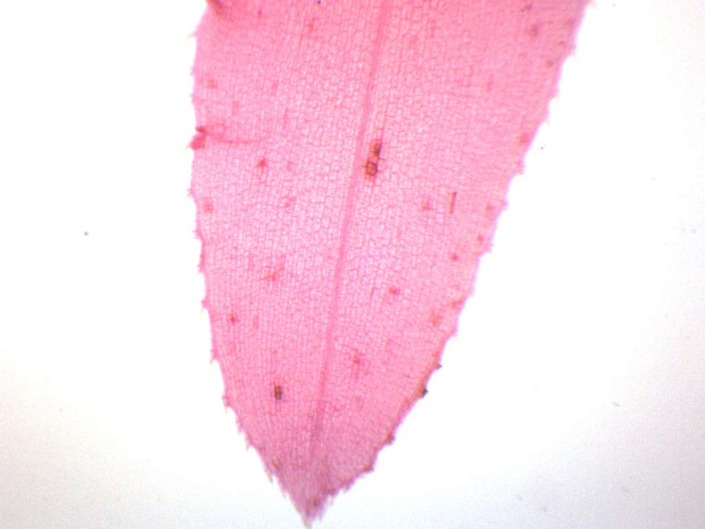 EISCO Elodea, Submerged Leaf - Prepared Microscope Slide Single Slide, Green