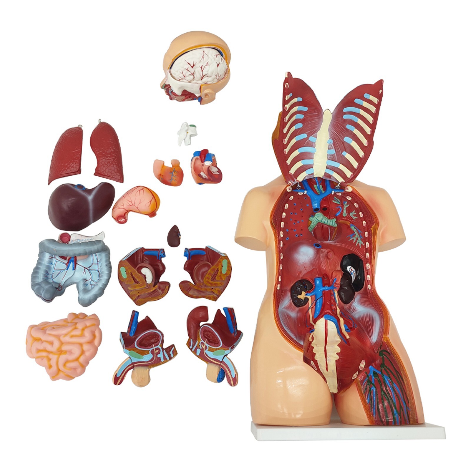 Human Torso Model Replaceable Detachable Female/Male Medical Teaching Model