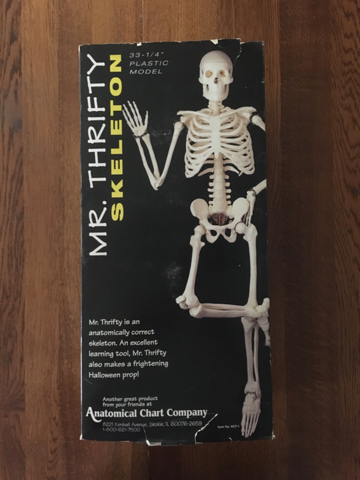MODEL OF HUMAN SKELETON-MR. THRIFTY  # WCP-1 w/ stand 33-1/4" tall-original box