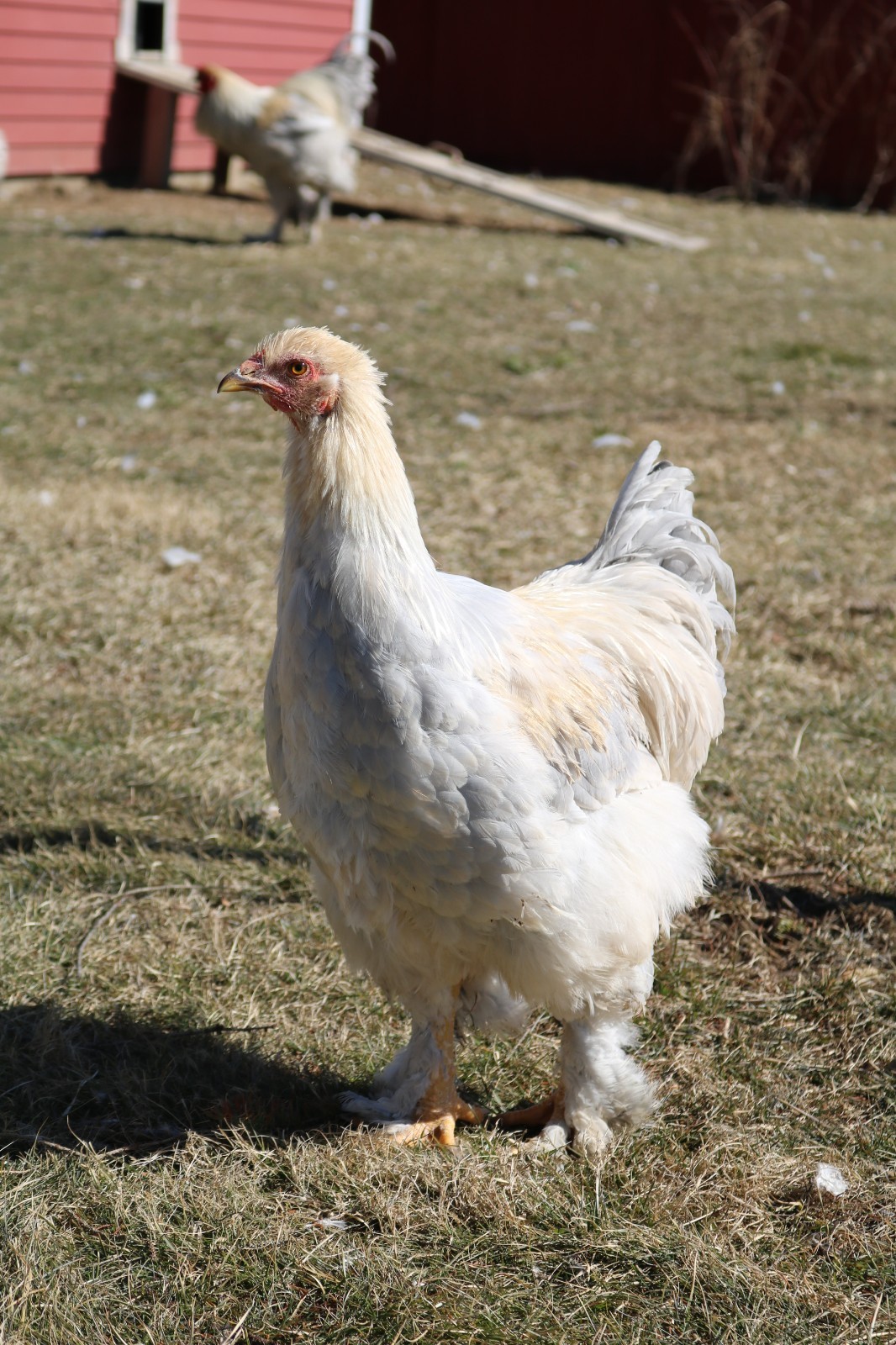 12+ Isabel Large Breed Brahma Hatching Eggs