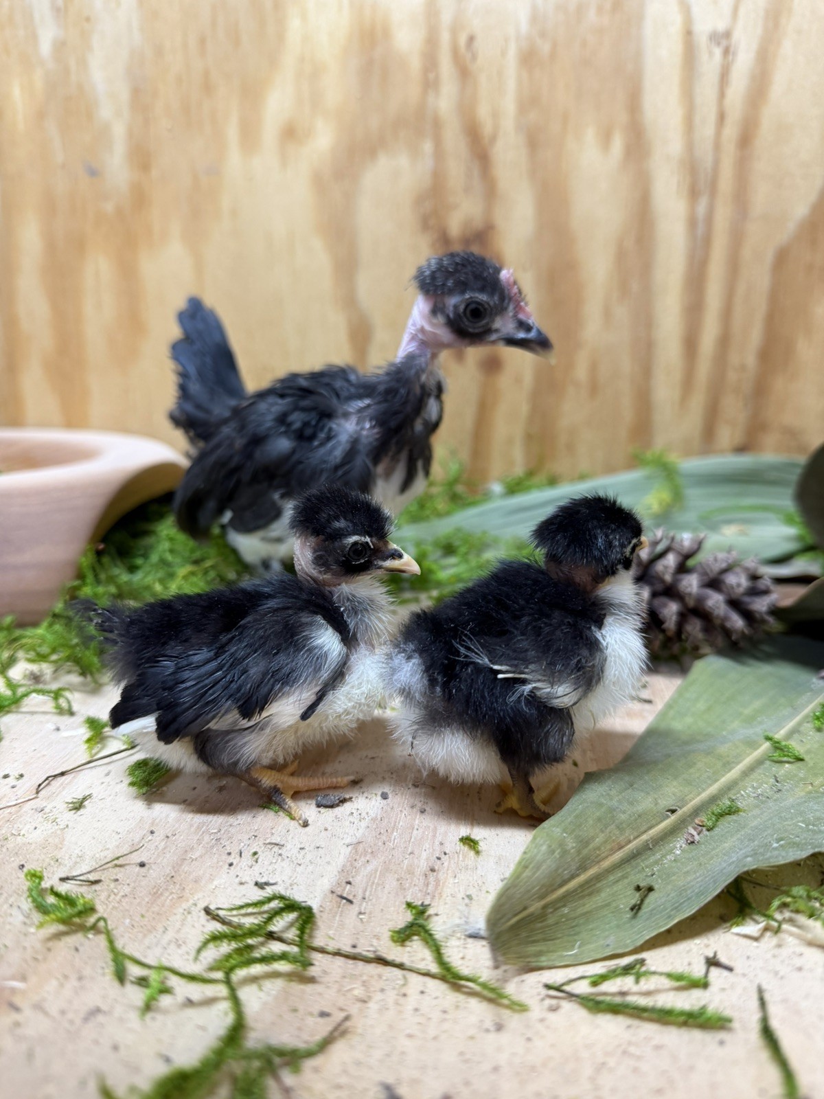 8 Kikiriki Hatching eggs NPIP/AI and PT Clean