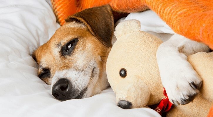 Dog Boarding Kennel Service Business Plan