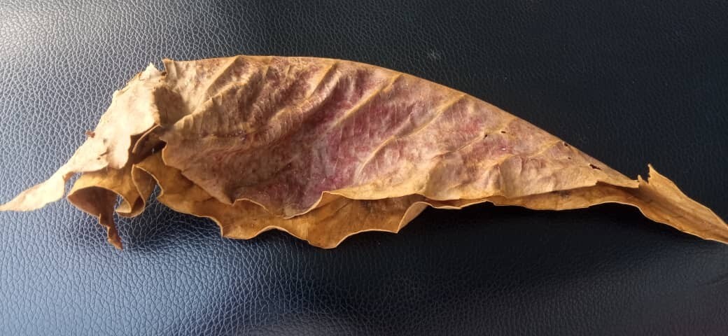Ketapang Leaf Shrimp Betta Almond Catappa