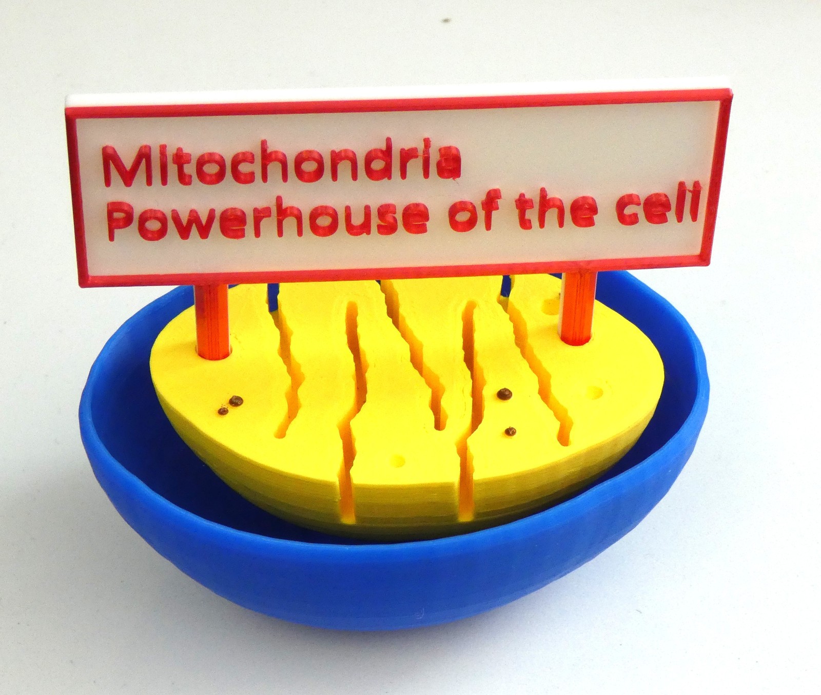 3D Mitochondrion Model Mitochondria Powerhouse of the Cell Display Biology Gift