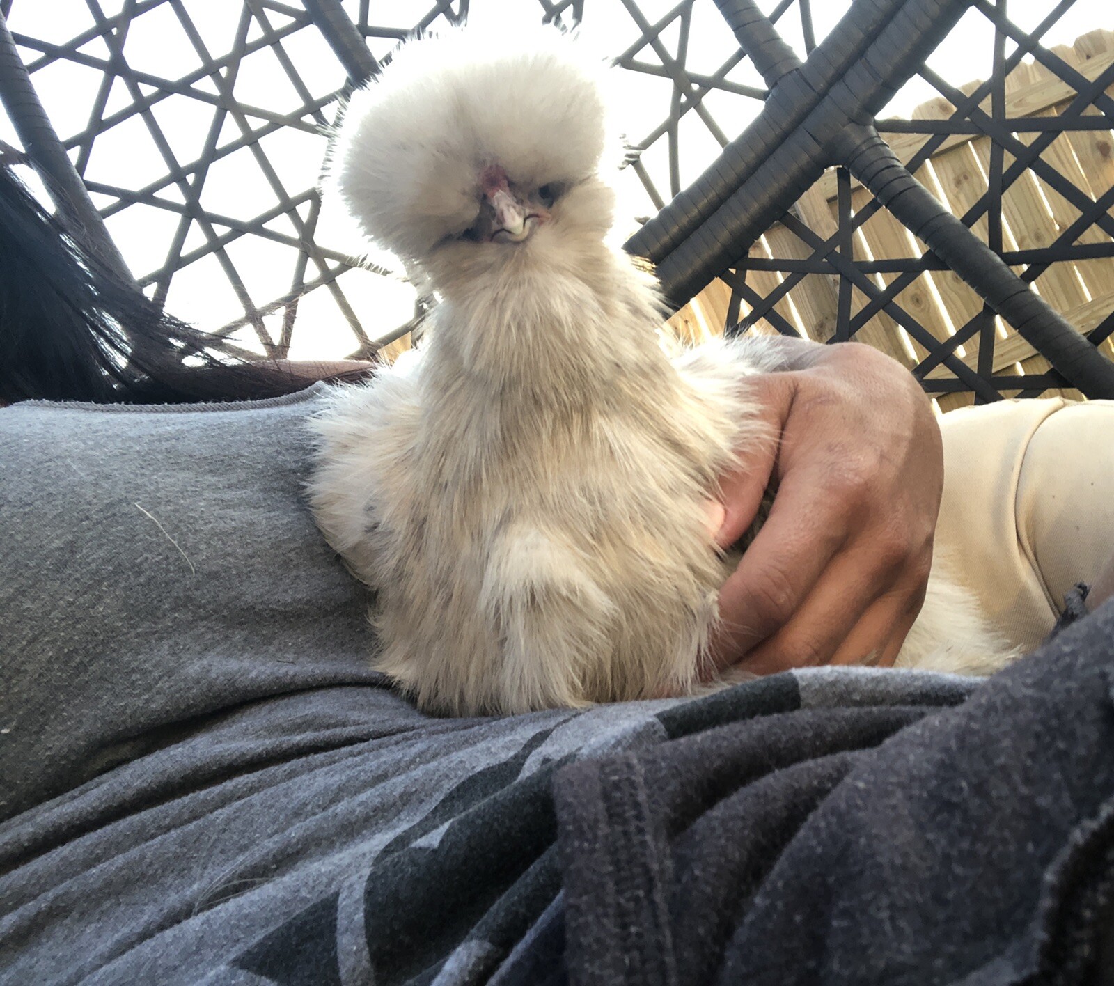 SHOW QUALITY 10 Silkie Chicken Hatching Eggs