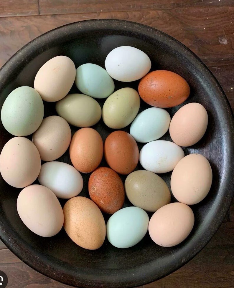6 PremiumFertile Chicken Hatching Eggs Rainbow Assortment Mix NPIP CERTIFIED