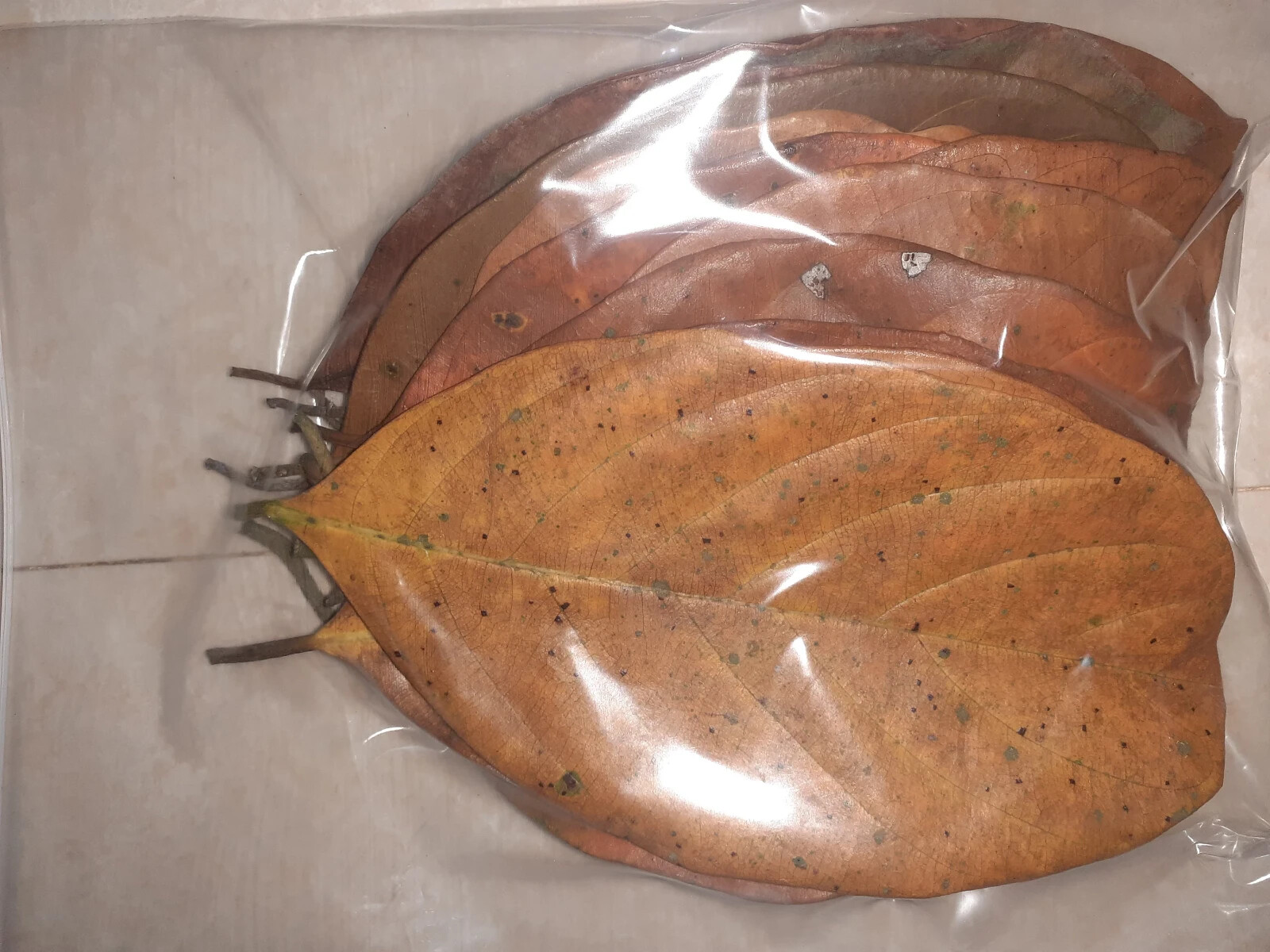 Premium Jack Tree Leaves - Natural and Fresh | Home Decor, Crafting, Eco-Friend