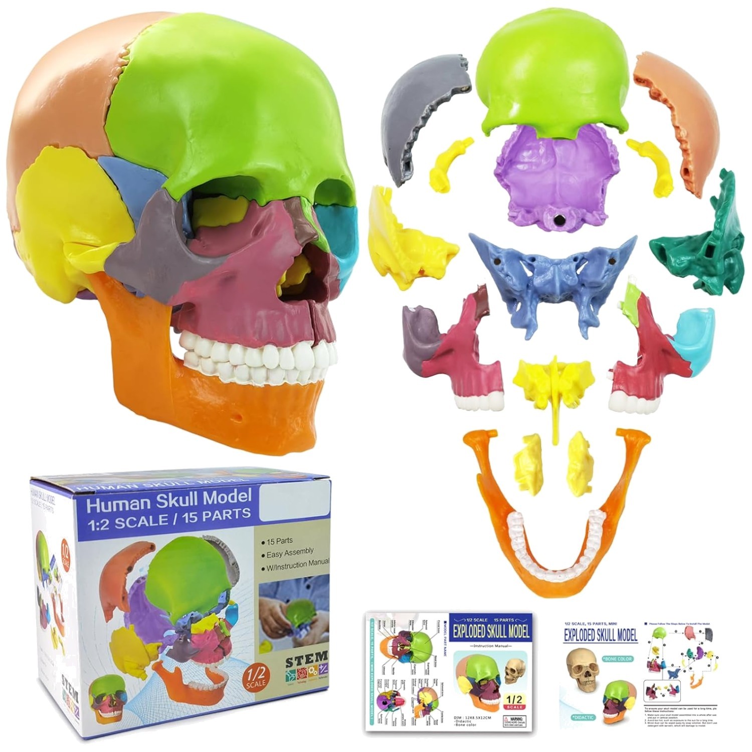 15-Piece Mini Human Skull Model with Detachable Parts