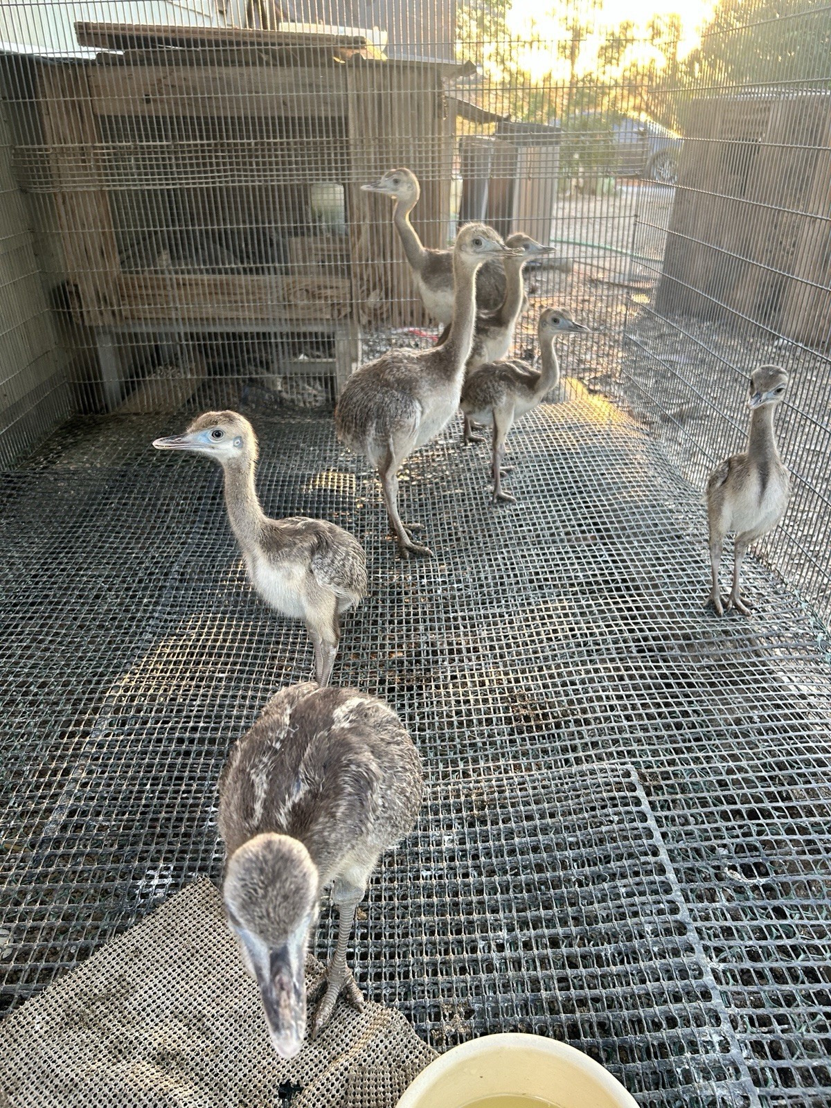 2 Rhea Hatching Eggs