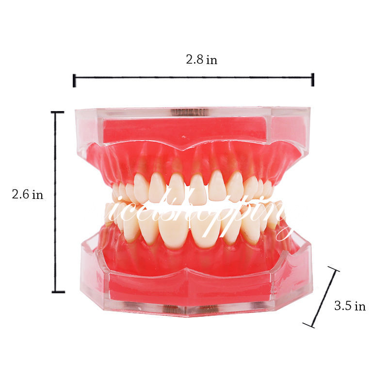 Dental Orthodontic Teeth Model 4004# with 28 Removeable Teeth Standard Plastic