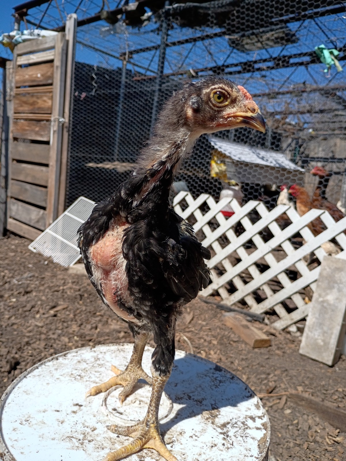 6 Rare Heritage Chicken Hatching Eggs –D0N- Gan0i-Cold Season Sale