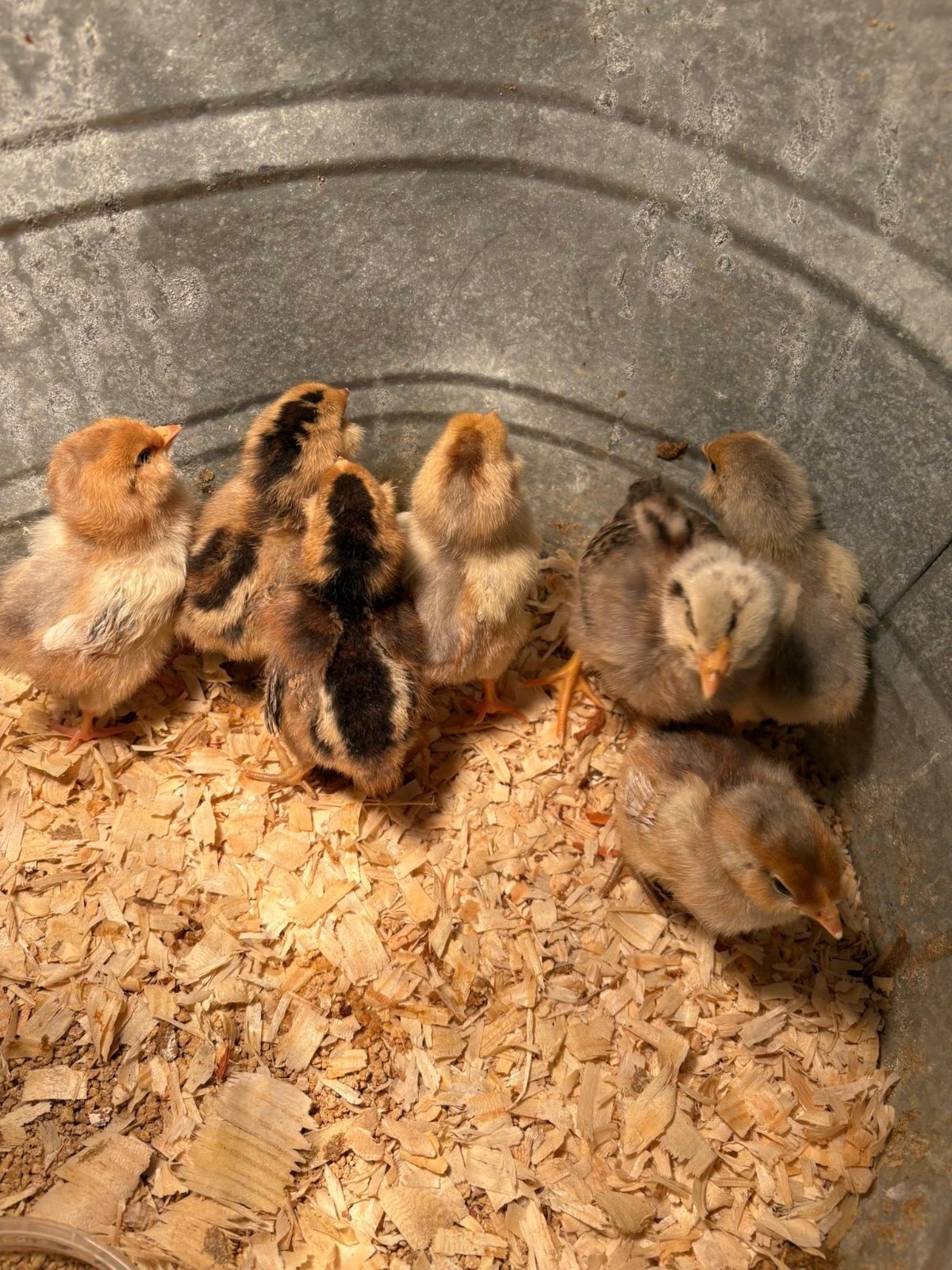 (6) 1/2 DZ easter egger hatching eggs!! (Blue and Green eggs ONLY)