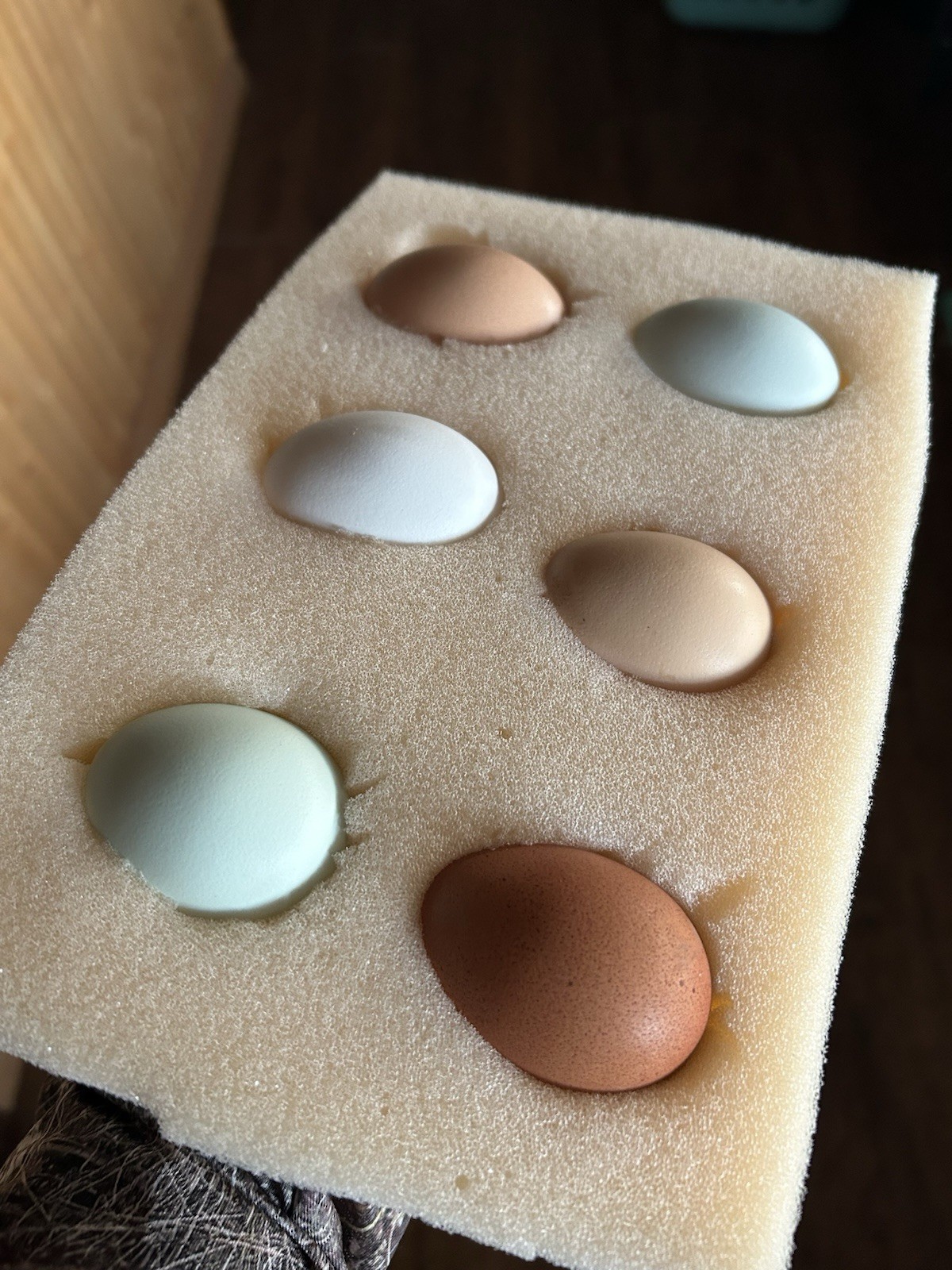 6 Barnyard Mixed Breed Fertile Chicken Hatching Eggs