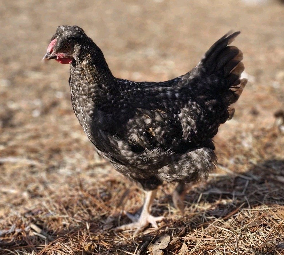 12+ bantam/easter egger cross, possible purebreeds!!