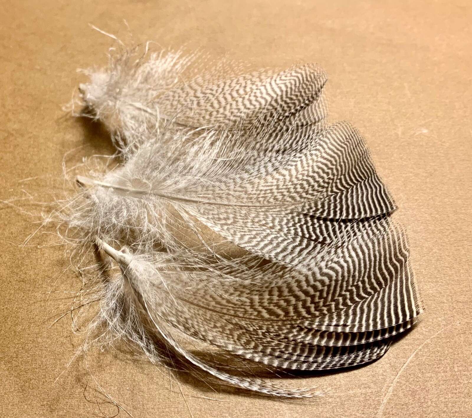 100 Pintail Flank Feathers - Fly Tying