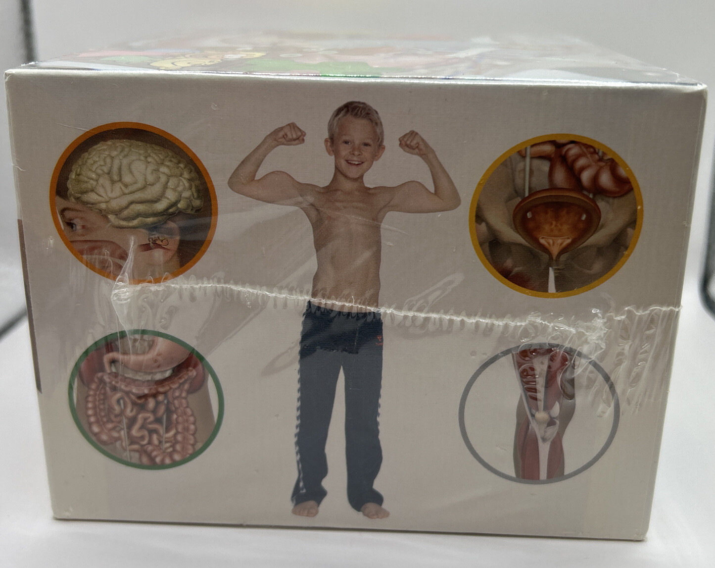 Body Junior by Body IQ Educational Card Game Classroom Anatomy Physiology Trivia