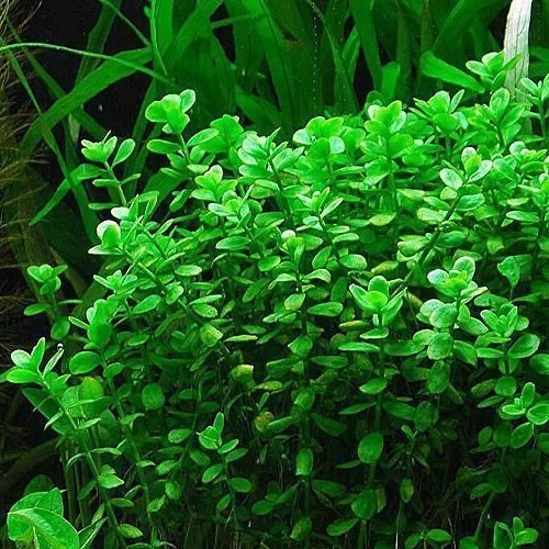 money wort aquatic plant Buy 1 Get 1 FREE