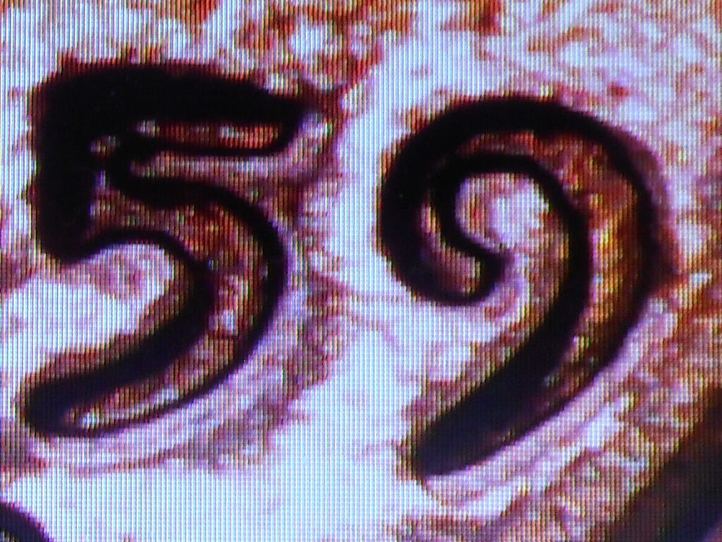 1959 d Lincoln cent with errors