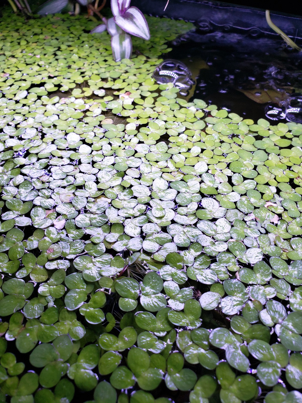 80 + Red Root Floater Aquarium Plants  1 Cup full of lovely RRF's for your tank!