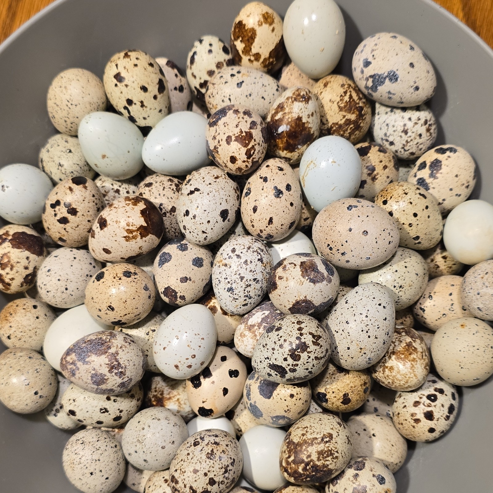 jumbo contournix hatching eggs