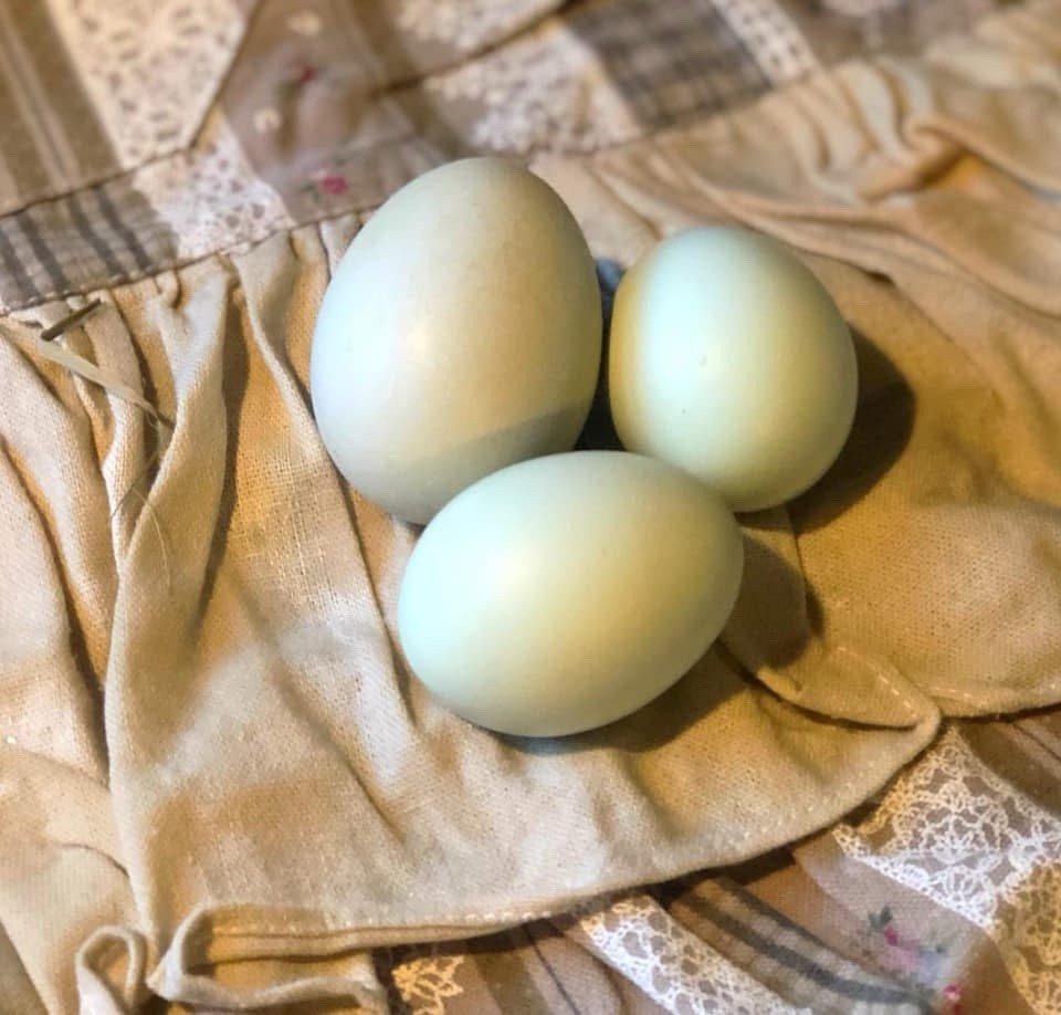 18 Olive Egger Hatching Eggs