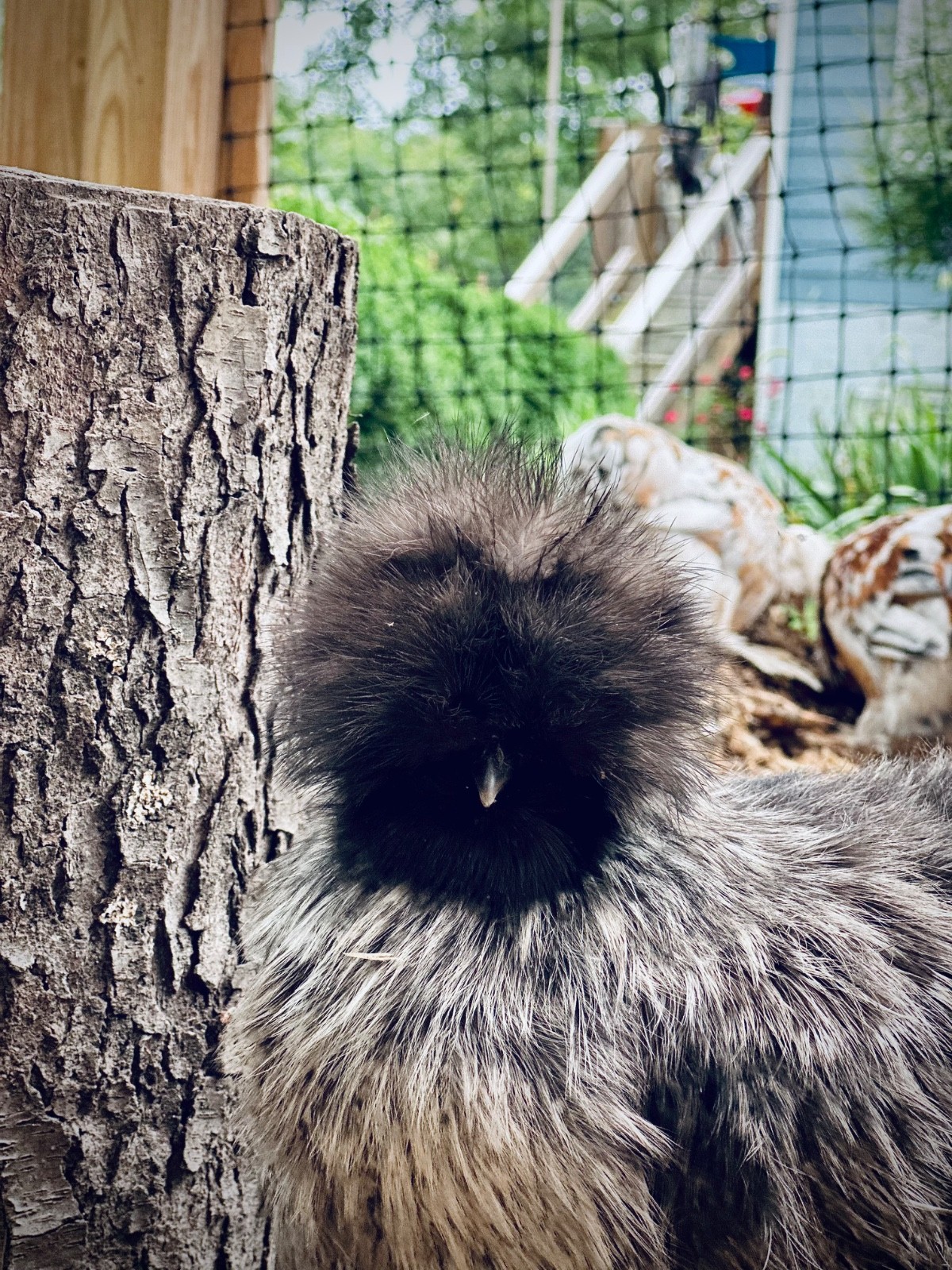 Silkie Hatching Eggs- breeder/show quality