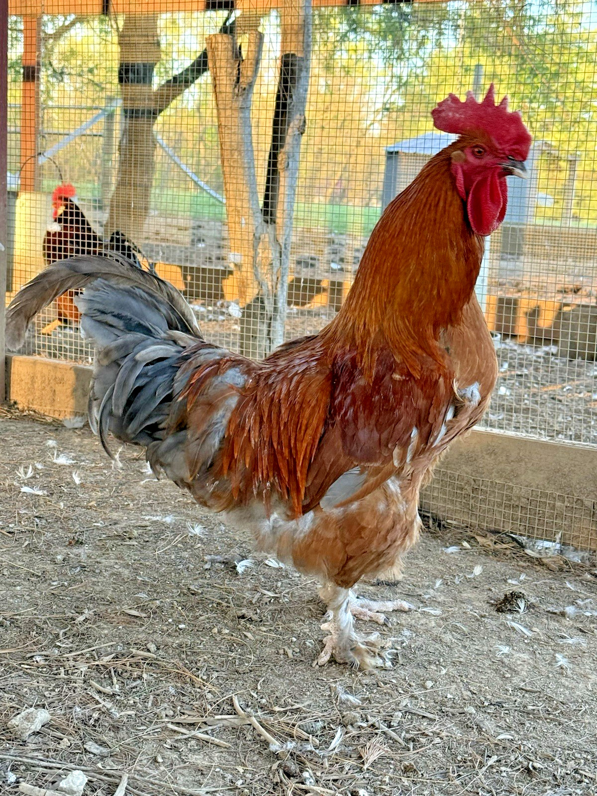 8++ Chicken Hatching Eggs ~Barnyard Mix~ Rainbow Egg Layers ~ Premium Breeds
