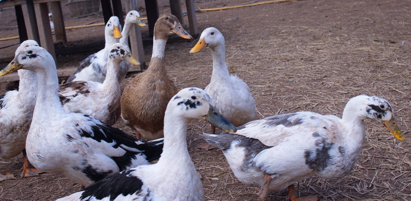 Half Dozen Ancona Duck Hatching Eggs-PA Shipping Only