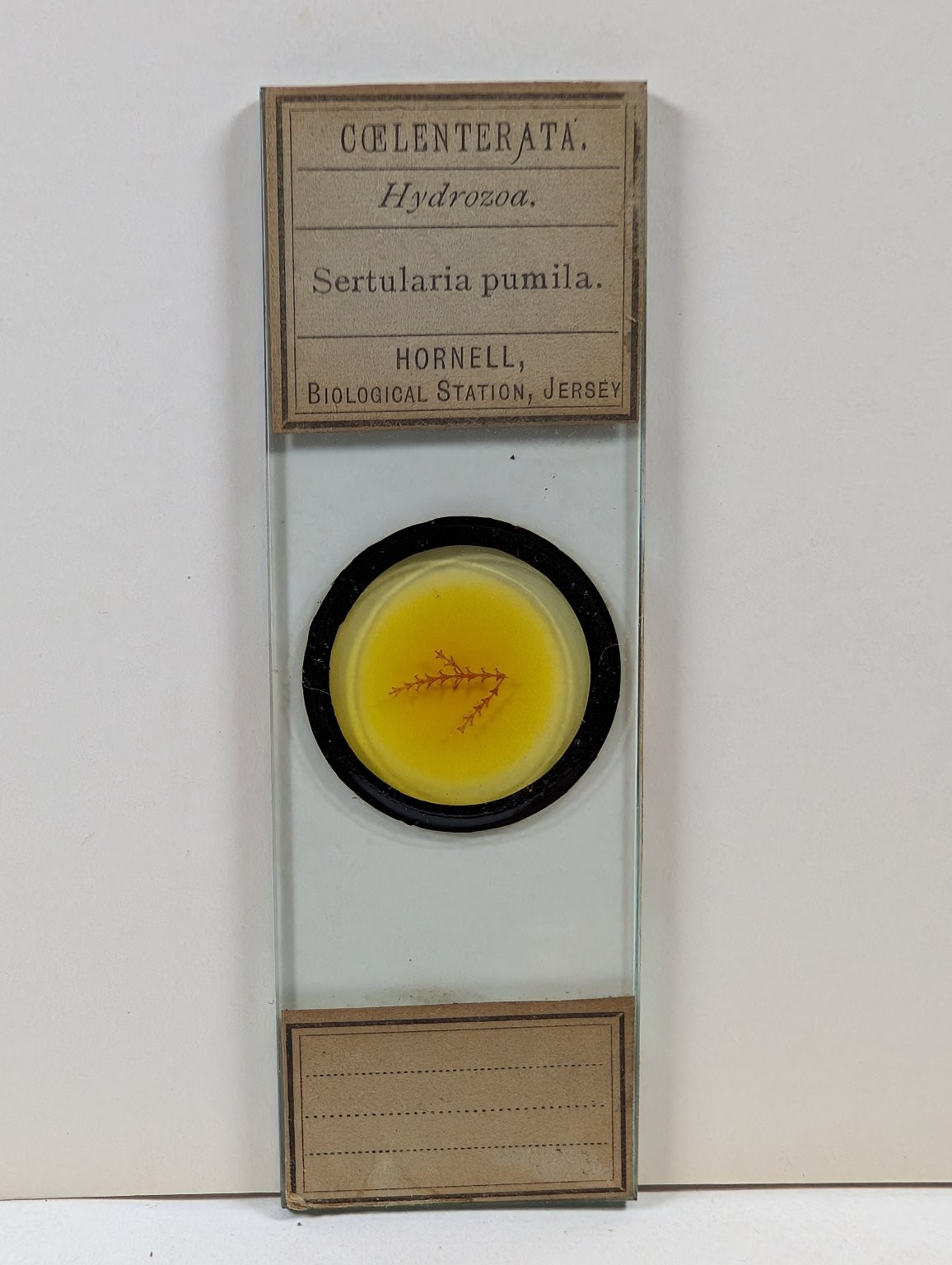 Antique Hornell Biological Station Microscope Slide Sertularia pumila Hydrozoa