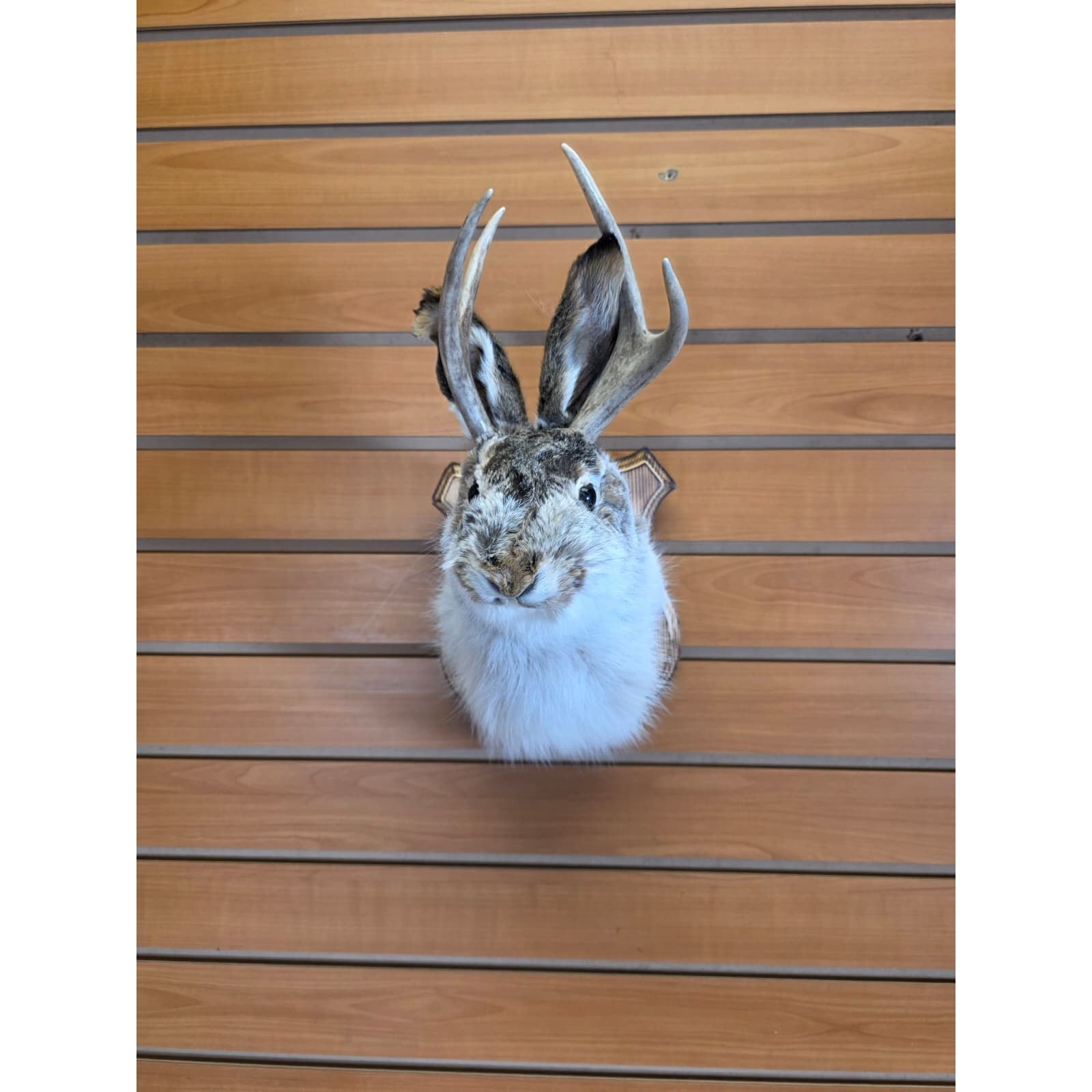 FHJK10 - Jackalope Head Taxidermy Mount