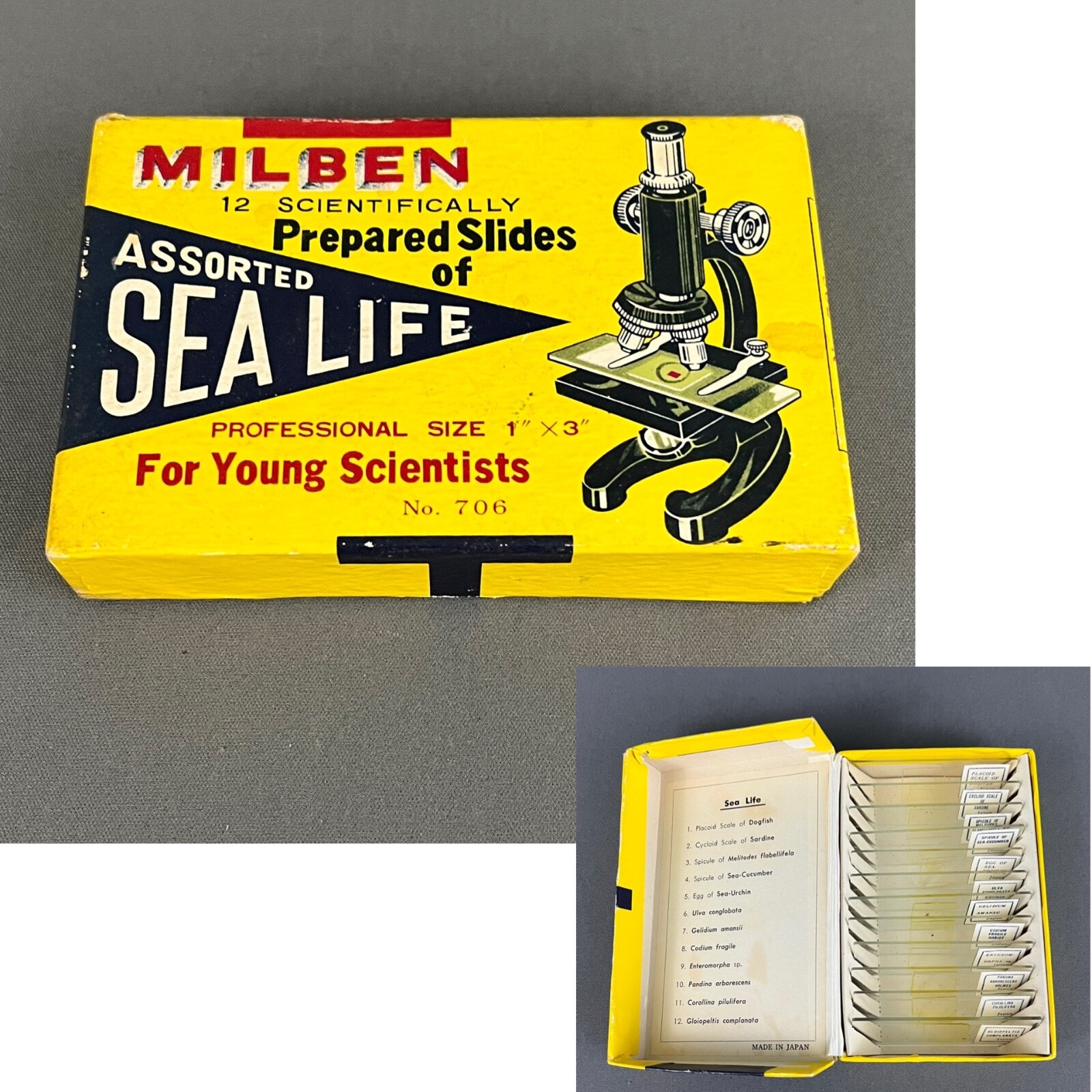 Vtg Milben 12 Scientifically Prepared Slides of Assorted Sea Life Original Box