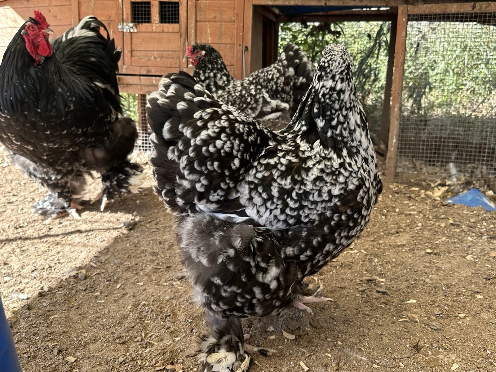 10+2 Porcelain Brahma 100% Pure Breed Hatching 🐣