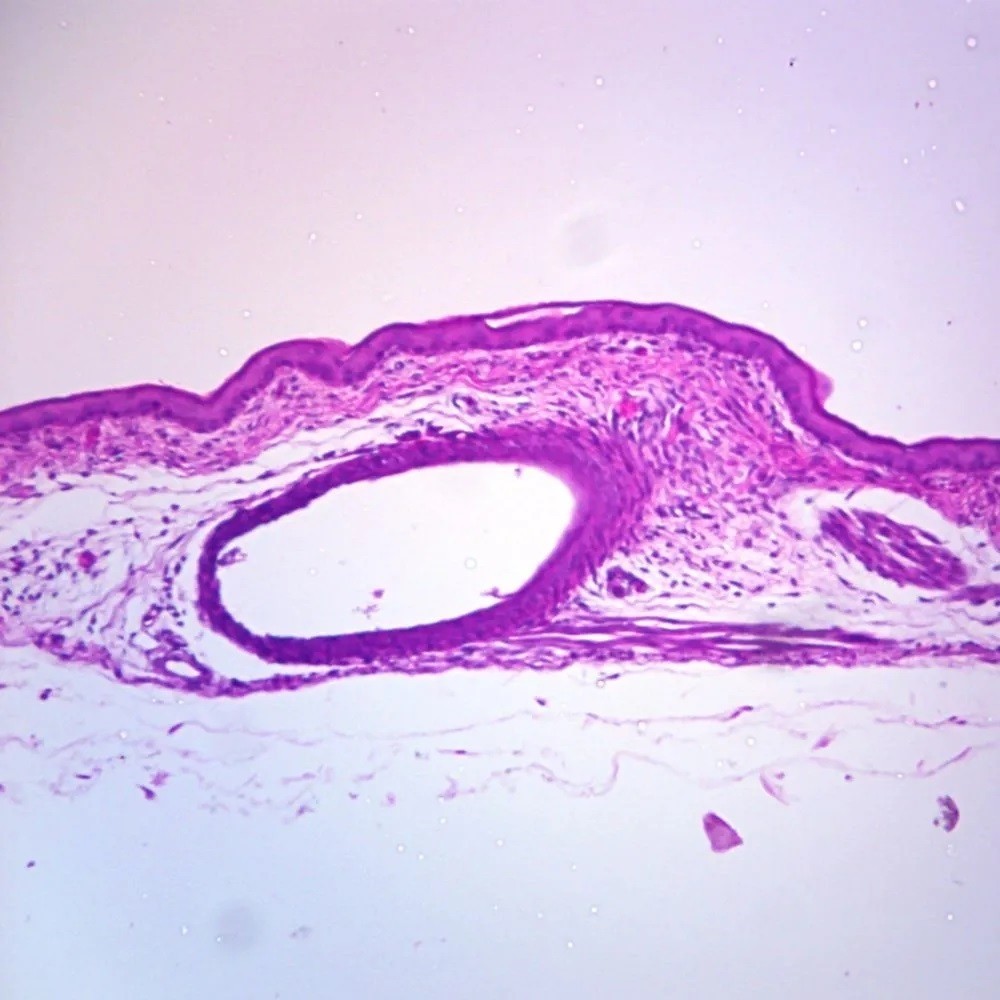 ABGIL Aves Histology Microscopic Slides