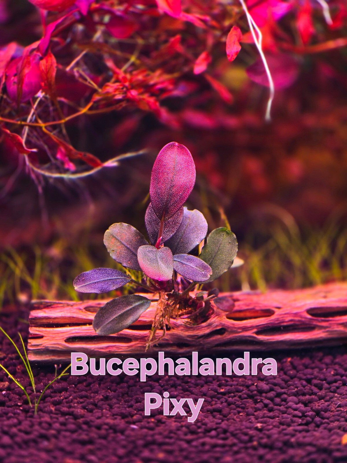Bucephalandra Pixy Live Aquatic Epiphyte Rhizome Fish Tank Shrimp Tank Plant