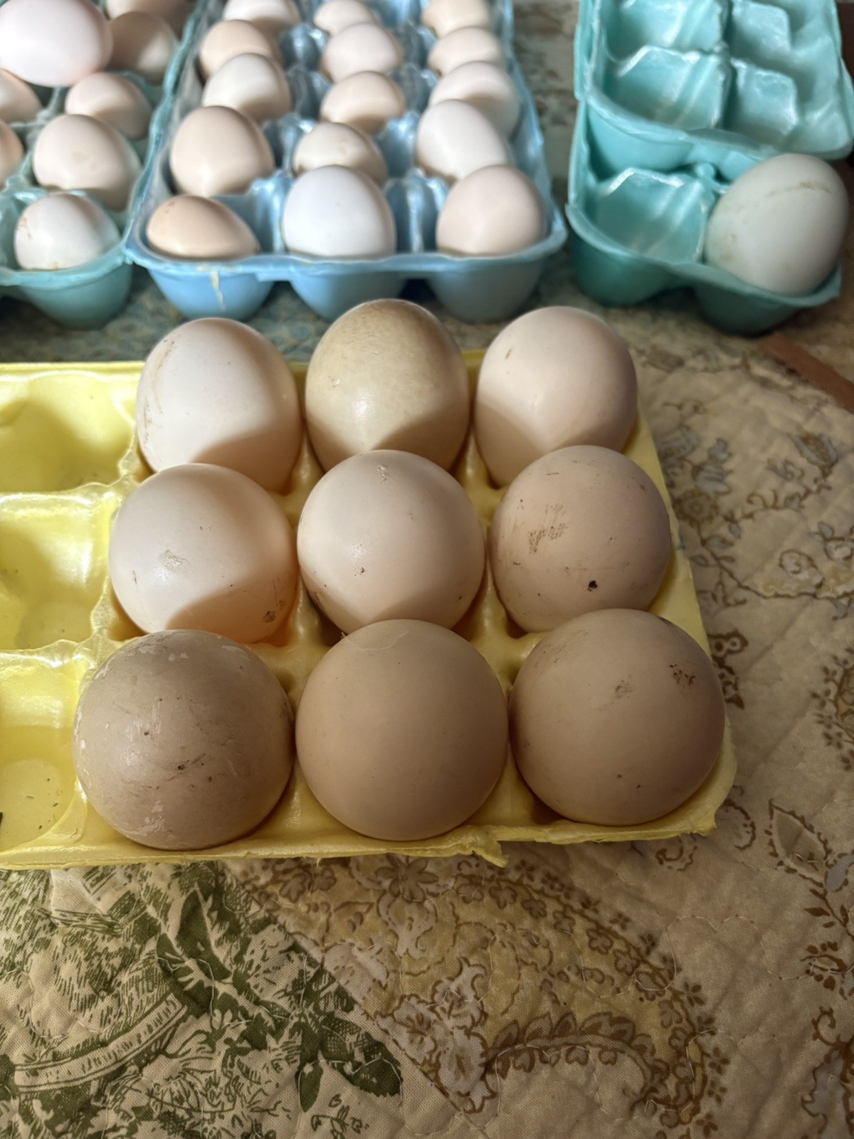 NPIP Ai Clean Muscovy Duck Hatching Eggs! Mixed Colored Flock!!🐥🐣🐥 6 eggs