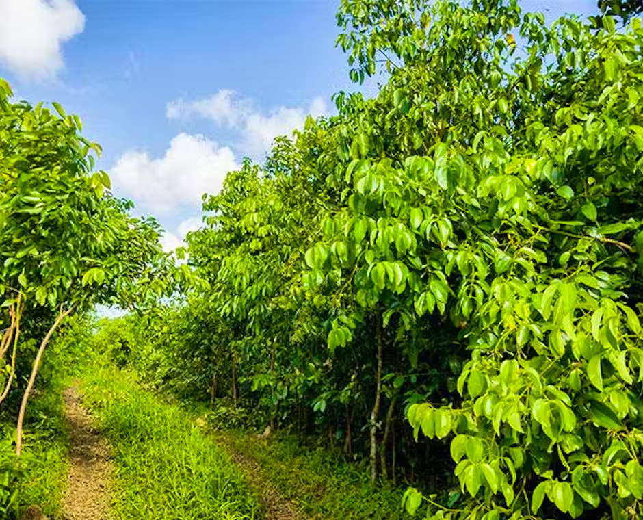 Ceylon Cinnamon Seeds [ 20 seeds ] Cinnamomum Zeylanicum