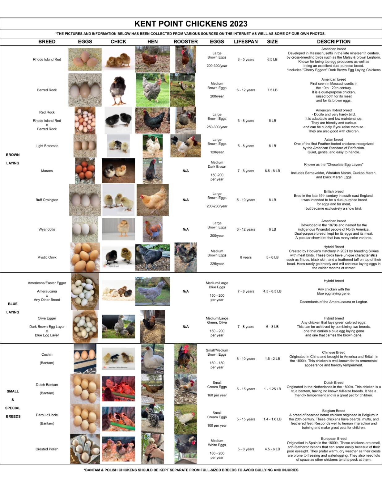 10 Custom Select Chicken Hatching Eggs - You Choose - See Description for Breeds