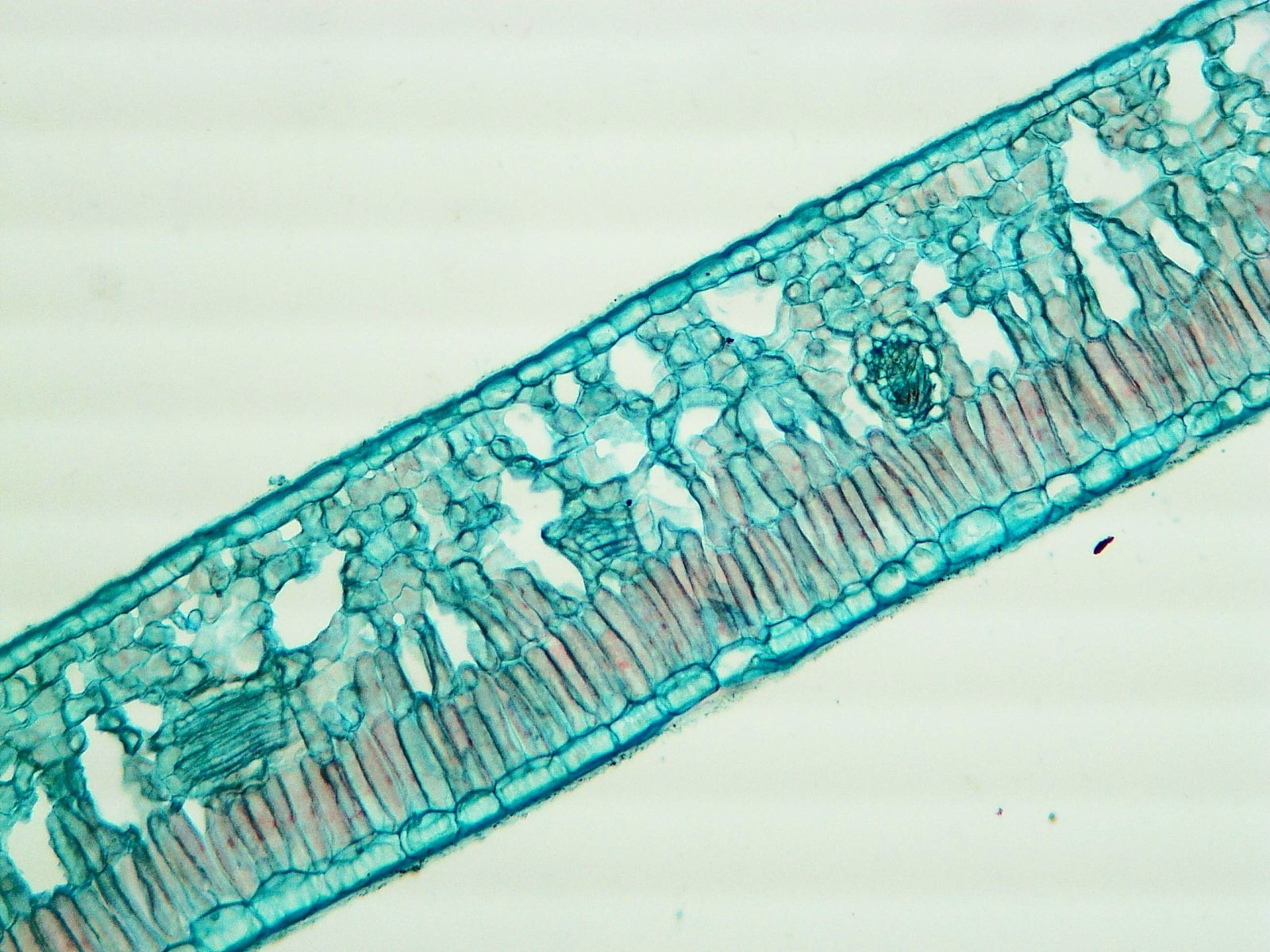 Histological Microscope Slide Preparations (100) - Zoological and Botanical