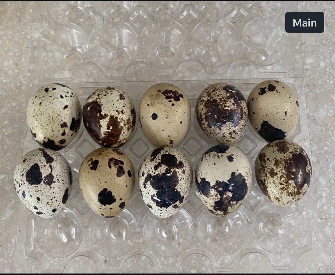 18 Assorted Coturnix Quail Hatching Eggs | Mixed Colors | Foam Packed