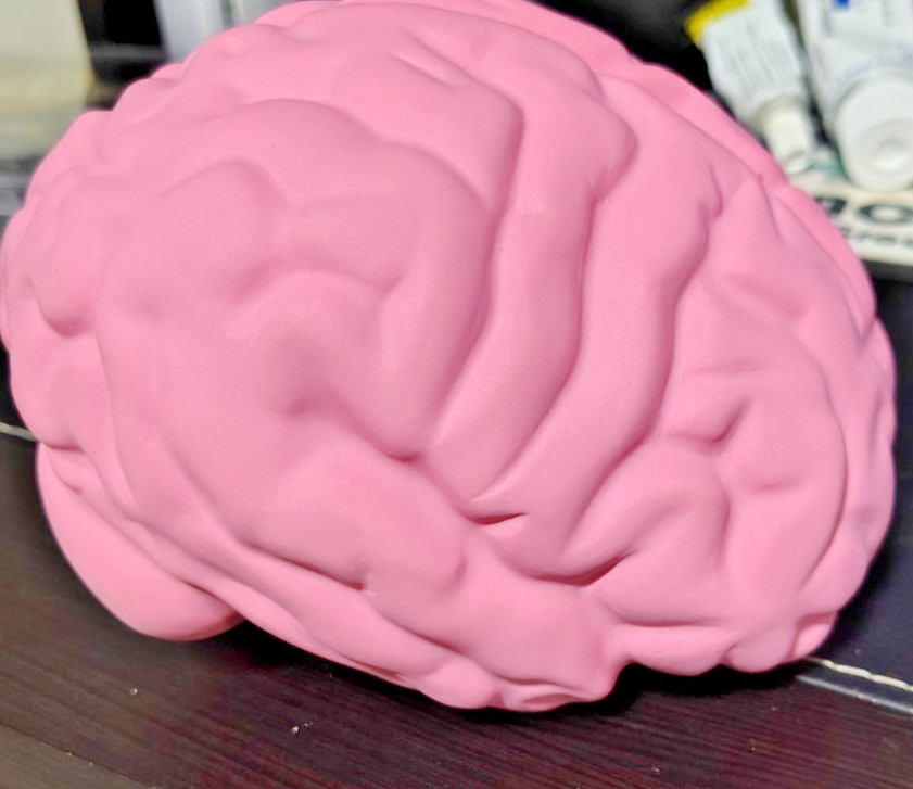 Foam Brain Model, Great Educational Tool for Learning & Teaching MAGNETIZED