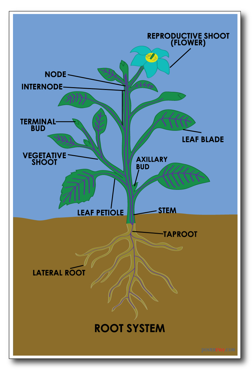 Root System - NEW Classroom Science Poster