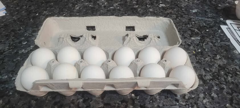 12+ Exchequer Leghorn Hatching Eggs. Great Layers of White Eggs