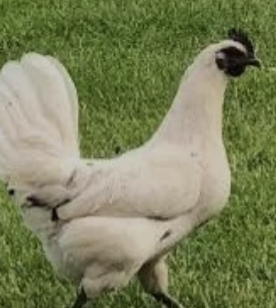12 zombie chicken hatching eggs.NPIP/AI Clean