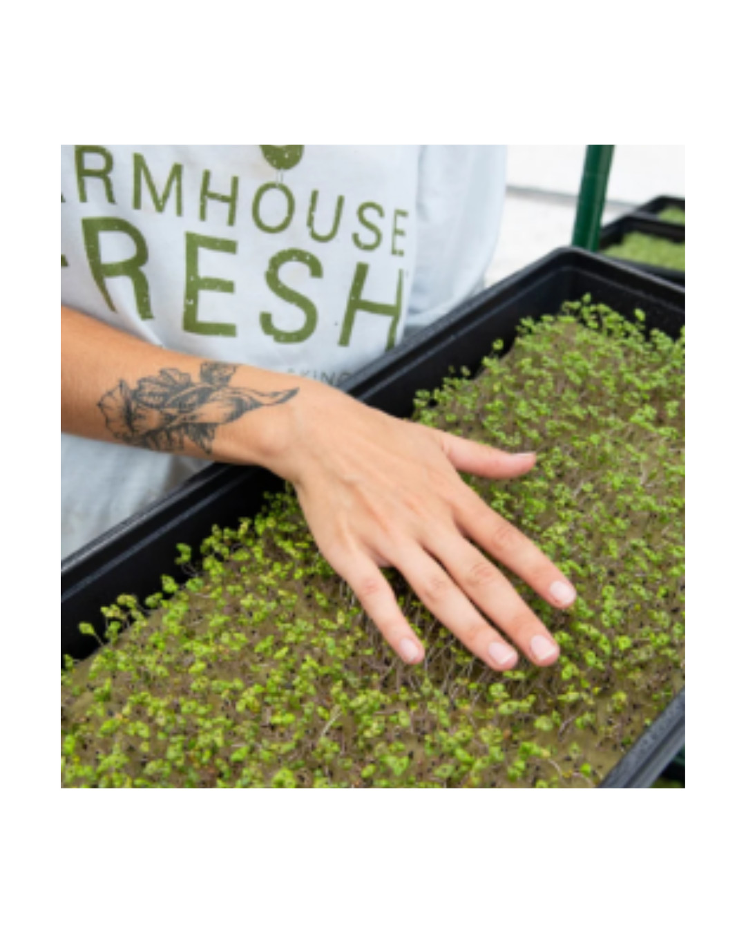 FarmHouse Fresh® FULL Moon Dip® Iridescent Facial Mousse 2 drams
