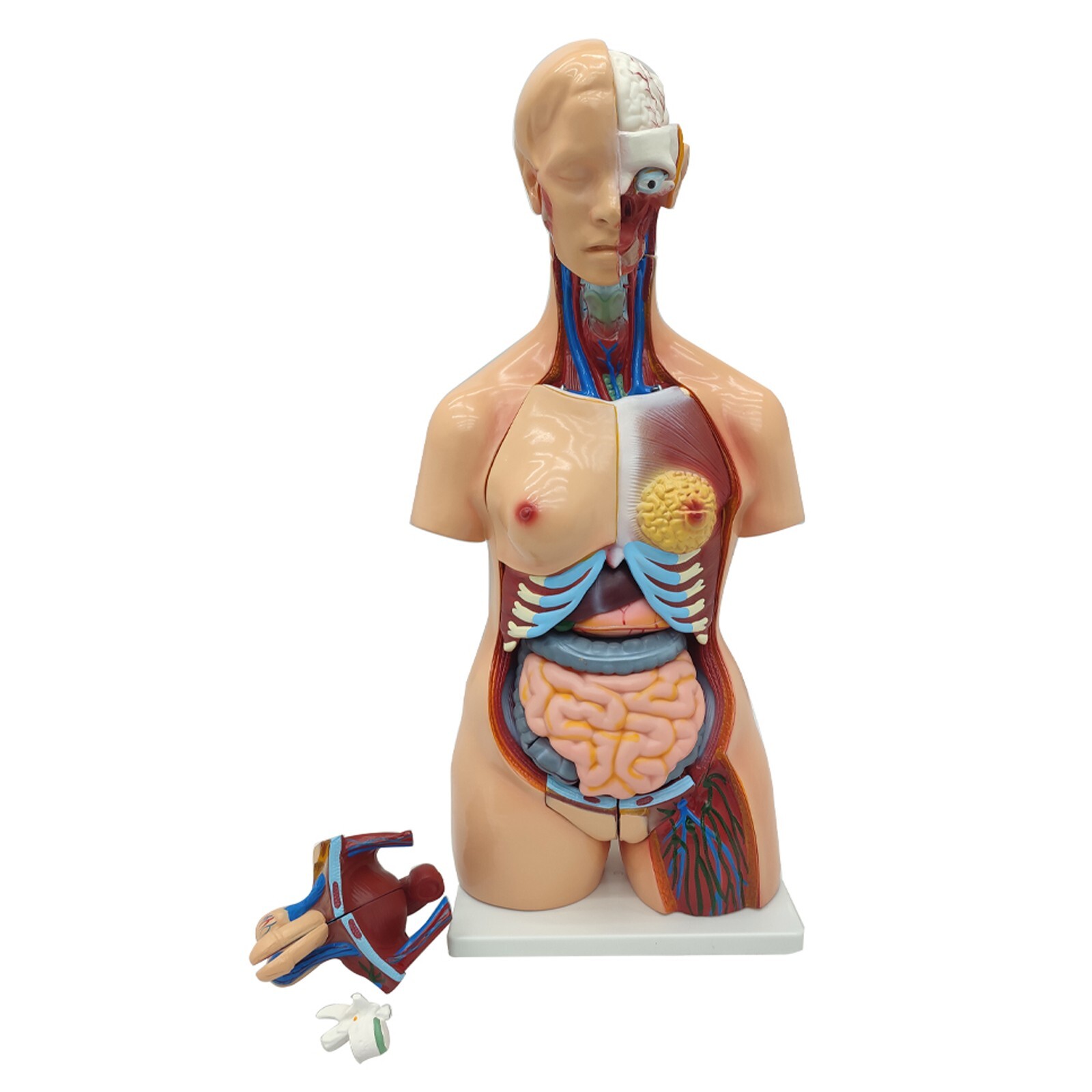 Human Torso Model Replaceable Detachable Female/Male Medical Teaching Model