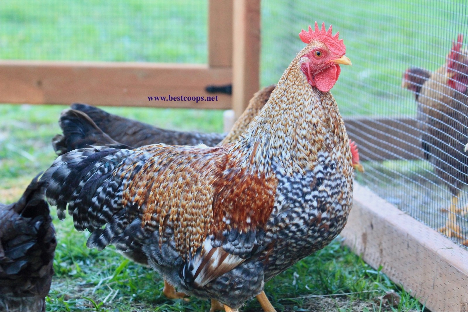 12+ Fertile Bantam Bielefelder Chicken Hatching Eggs